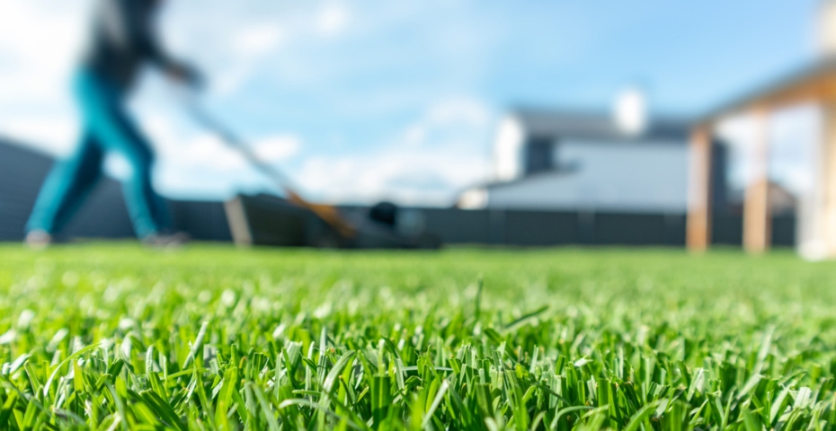 A close up view of healthy grass at ground level with someone mowing their lawn in the background.