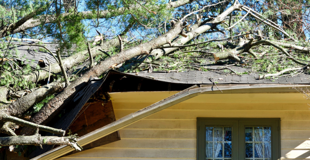 Tree fallen on a house causing damage to the roof. 