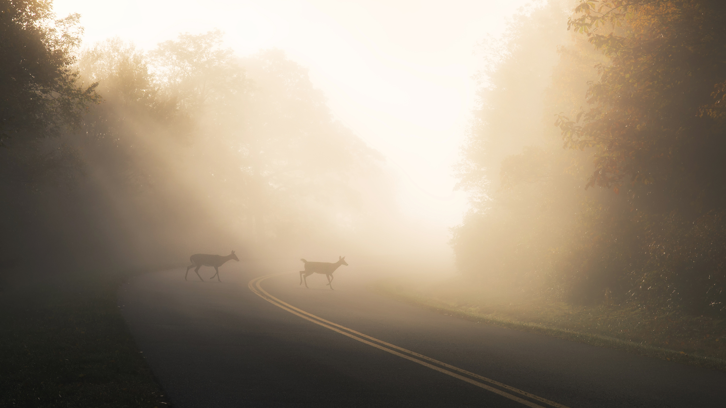 Two deer crossing a two-lane highway in the morning. The sun is shining through the misty morning air, making the deer hard to see.