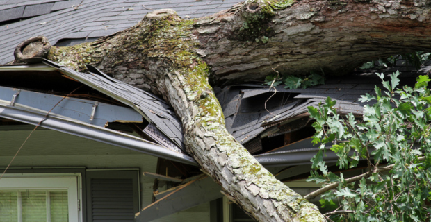 Tree fallen on the roof of a home causing significant damage. 
