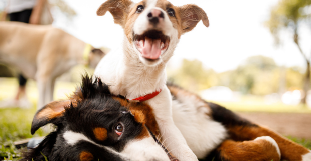 Two dogs, one small and one large, wrestling playfully. The small dog is on top of the large dog, who is lying on the grass outside. 